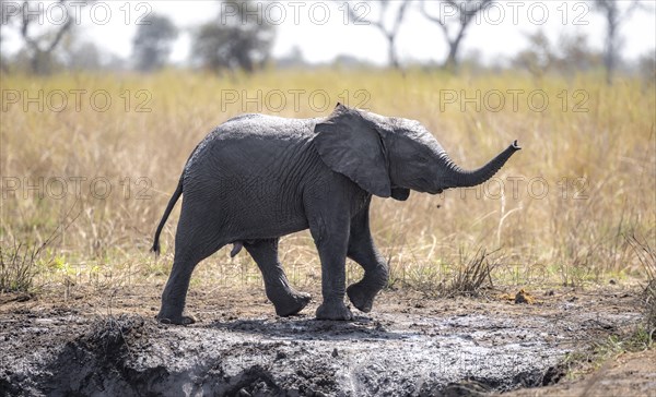 African elephant (Loxodonta africana), young animal with raised trunk, African savannah, Kruger National Park, South Africa, Africa