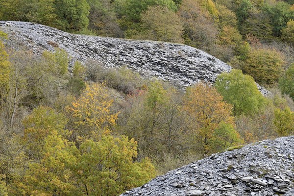 Deciduous trees with autumn leaves growing between high slate slopes, Eastern Eifel, Rhineland-Palatinate, Germany, Europe