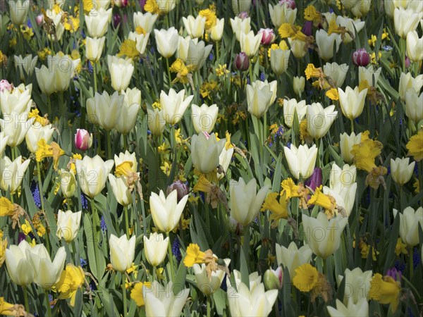 A colourful bed of white tulips and yellow flowers showing the diversity of nature in spring, many colourful tulips in bloom in a garden in the Netherlands at the Springtime Zeti, Amsterdam, Netherlands
