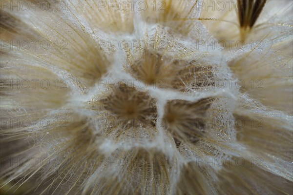 Macro photograph of the seeds of a medicinal dandelion plant, Taraxacum officinale, in nature illuminated by the sun
