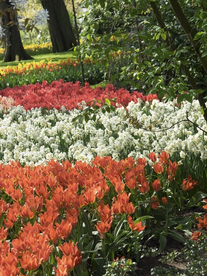 A lush flower bed with orange, red and white flower-bed surrounded by greenery, many colourful, blooming tulips in a garden in the Netherlands during the spring zenith, Amsterdam, Netherlands