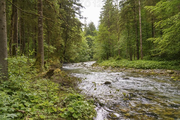 A calm river surrounded by dense green forest, wild mountain stream in a gorge with green trees, gosau, austria