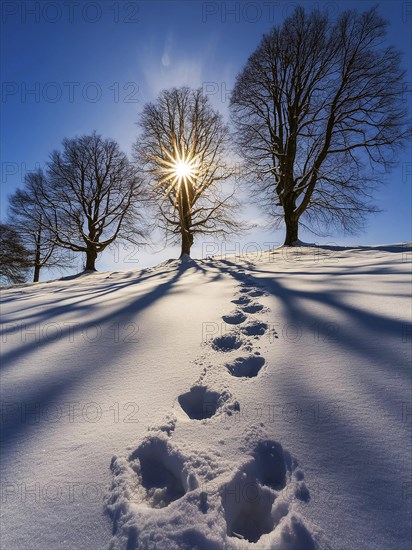 Footprints in fresh snow on a hill with a row of trees in winter, backlight, AI generated, AI generated
