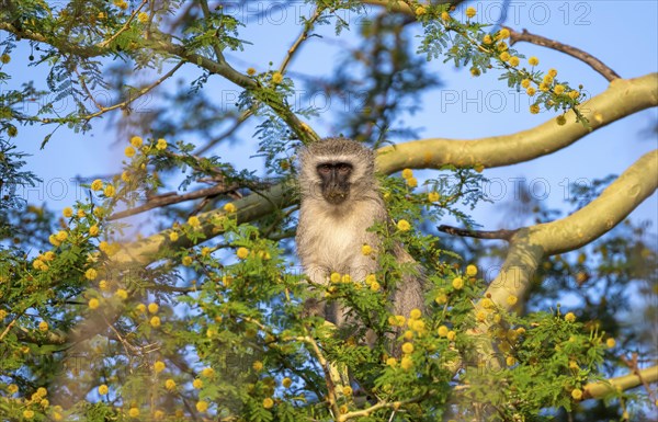 Southern vervet monkey (Chlorocebus pygerythrus) sitting in a flowering tree, eating yellow flowers of an acacia tree, Kruger National Park, South Africa, Africa