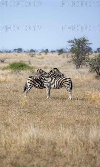 Two plains zebras (Equus quagga), pair grooming each other, Kruger National Park, South Africa, Africa