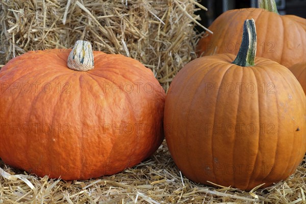 Two pumpkins on straw bales, representing autumn harvest, many colourful pumpkins for decoration in a garden, Borken, Germany, Europe