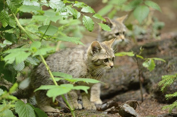 Close-up of a European wildcat (Felis silvestris silvestris) kitten in a forest in spring, Bavarian Forest National Park, Germany, Europe