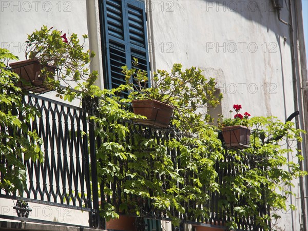 A balcony with green plants in pots and closed shutters, sunny urban setting, palermo in sicily with an impressive cathedral, monuments and old houses with balconies, palm trees and flowers in italy, palermo, sicily