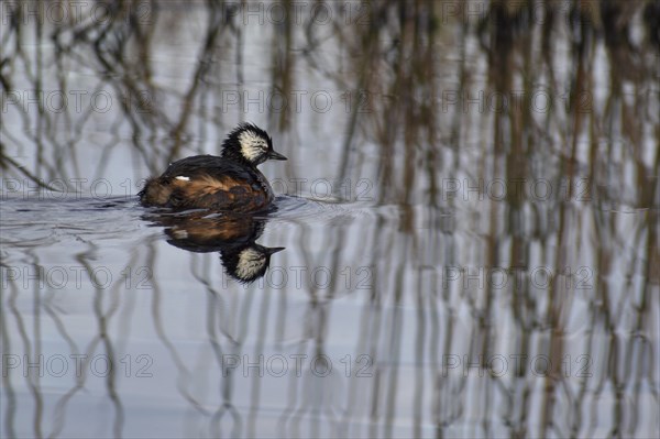 White-tufted grebe (Rollandia rolland) with reflection on the lake Laguna de Navarro, Buenos Aires, Argentina, South America