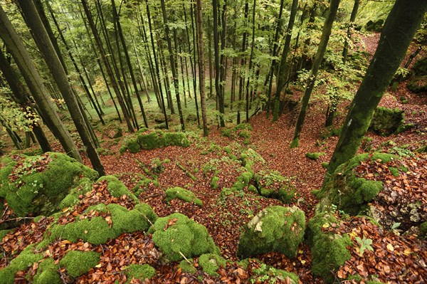 Landscape of a European beech or common beech (Fagus sylvatica) forest in autumn, Bavaria, Germany, Europe