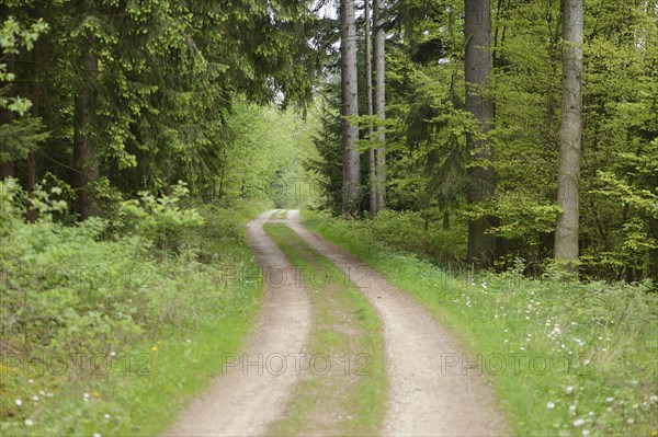 Landscape of a little trail going through a Norway spruce (Picea abies) forest in spring