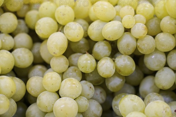 Market hall, Mercado de Nuestra Senora de Africa, Santa Cruz de Tenerife, Tenerife, Canary Islands, Spain, Europe, close-up of white grapes, showing the details and freshness of the grapes, Europe
