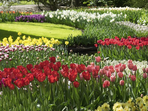A colourful garden with various flowers, including red, pink and yellow tulips and daffodils, many colourful, blooming tulips in springtime in the Netherlands, amsterdam, the netherlands