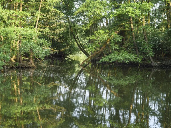 A calm forest river reflects the dense green trees on the shore, small lake with tree growth and green plants on the shore, borken, germany