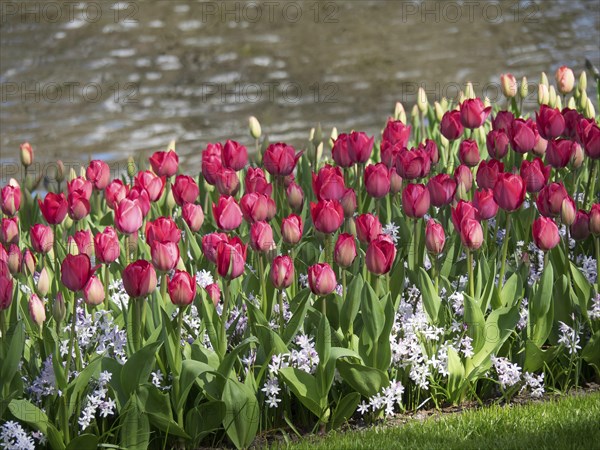 A flower bed of pink tulips in full bloom, in a park-like setting on the edge of a body of water, many colourful, blooming tulips in springtime in the Netherlands, amsterdam, netherlands
