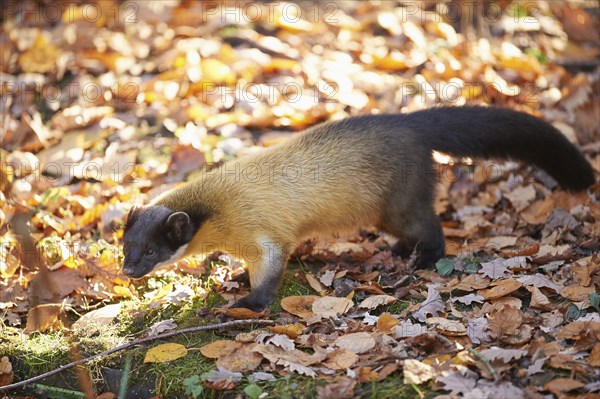 Close-up of a yellow-throated marten (Martes flavigula) in autumn
