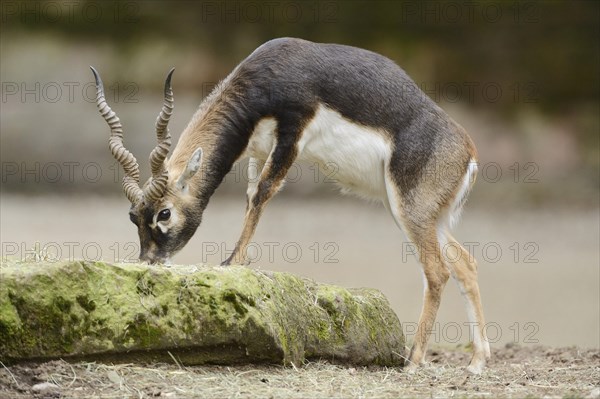 Close-up of a blackbuck (Antilope cervicapra) male