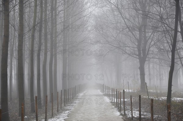 Foggy Alley Road in Winter with Snow and Bare Trees and Fence in Ticino, Switzerland, Europe