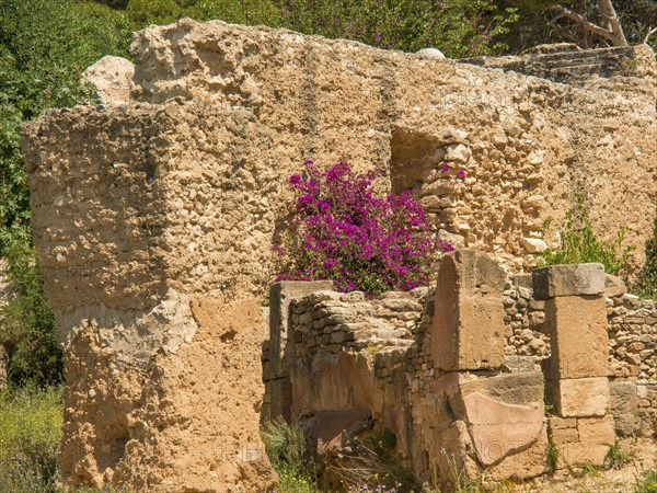 Ancient ruins with purple flowering plants peeking through the ancient rock, Tunis in Africa with ruins from Roman times, modern mosques and blue and white houses in sidi-bou-said, Tunis, Tunisia, Africa