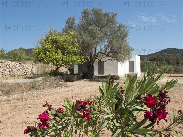 White building surrounded by trees and dry landscape, red flowers in the foreground, trees, houses and stone walls on a parched ground, Ibiza, Spain, Europe