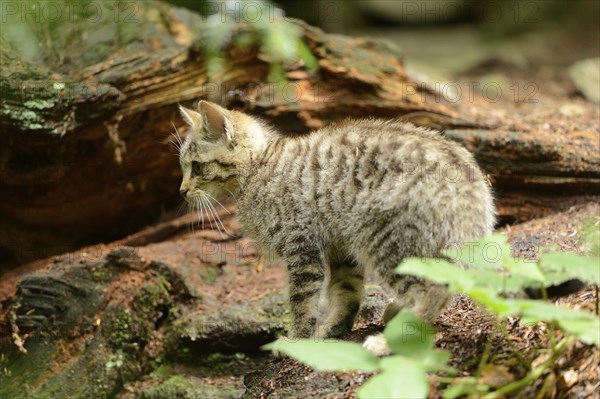 Close-up of a European wildcat (Felis silvestris silvestris) kitten in a forest in spring, Bavarian Forest National Park, Germany, Europe