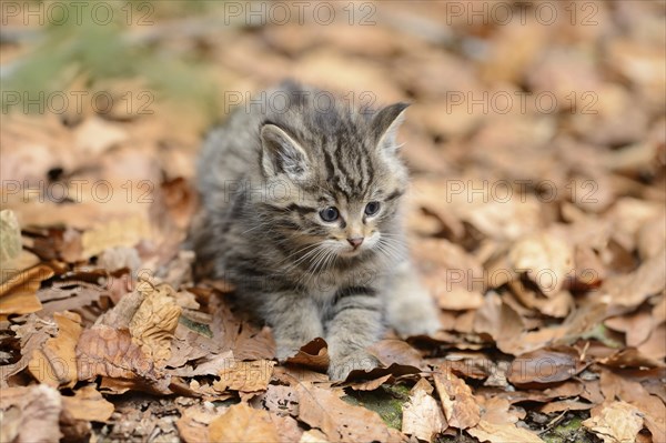 Close-up of a European wildcat (Felis silvestris silvestris) kitten in a forest in spring, Bavarian Forest National Park, Germany, Europe