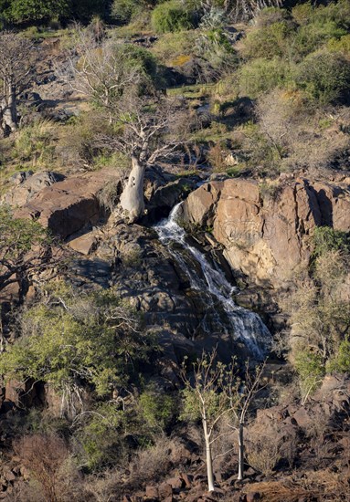 Kunene River, waterfall and African Baobab (Adansonia digitata), in the evening light, Epupa Falls, Kunene, Namibia, Africa