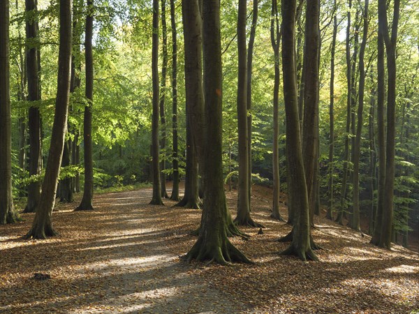 Path through a sun-drenched autumn forest with tall trees and falling leaves, colourful forest in autumn with a small lake, Ruegen, Germany, Europe