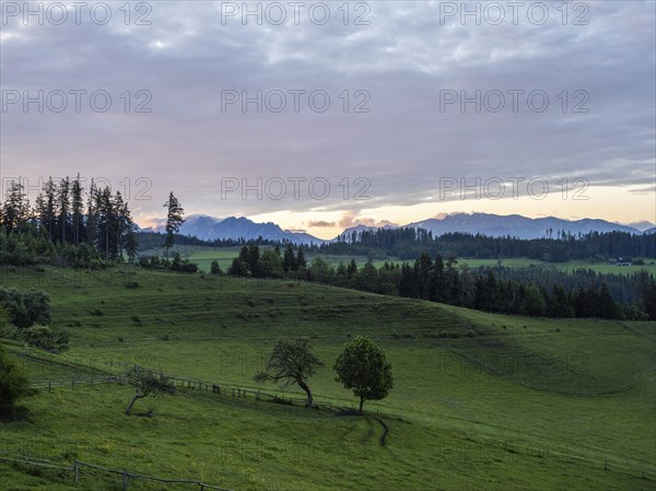Trees in a meadow at the edge of a forest, in the background evening clouds over the mountain range Reiting, view from the lowland, Leoben, Styria, Austria, Europe