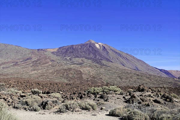 On the way to Mount Teide, El Teide, Pico del Teide, Volcano in the Teide National Park on Tenerife, Canary Islands, Spain, Europe, Wide mountain landscape with sparse vegetation and a high mountain in the background under a blue sky, Tenerife, Europe