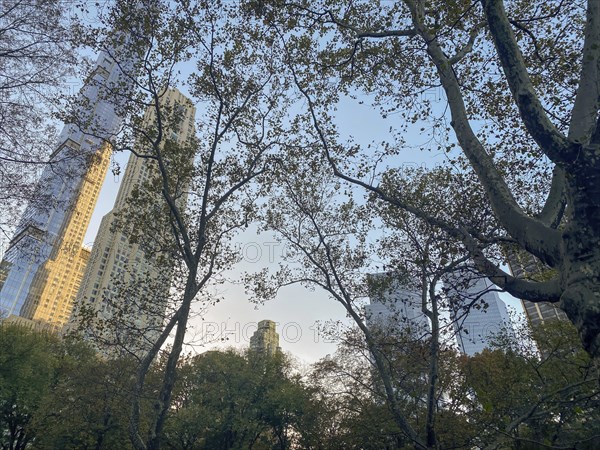 Trees in central park at dusk with skyscrapers visible through the foliage, the skyline of new york with skyscrapers on the hudson river, new york, usa