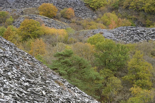 Deciduous trees with autumn leaves and pines (Pinus) growing between high slate heaps, Eastern Eifel, Rhineland-Palatinate, Germany, Europe