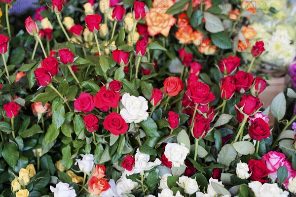 Market hall, Mercado de Nuestra Senora de Africa, Santa Cruz de Tenerife, Tenerife, Canary Islands, Spain, Europe, Red and white roses bloom in a lush garden surrounded by green leaves, Europe