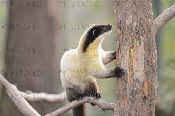 Yellow-throated marten (Martes flavigula) climbing on a tree