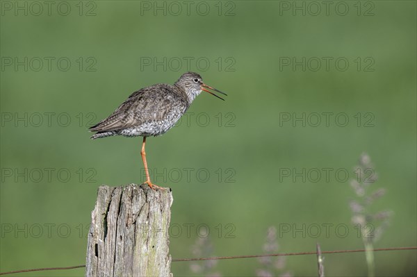 Common redshank (Tringa totanus), standing on a pole, Lower Saxony, Germany, Europe
