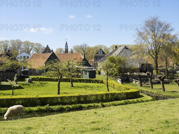 Rural village scene with traditional houses, a well-tended pasture and a grazing sheep, Enkhuizen, Nirderlande