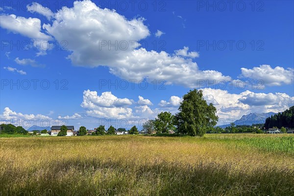 Idyllic landscape with fields, houses and trees under a clear blue sky with scattered clouds, Sempach, Lucerne, Switzerland, Europe