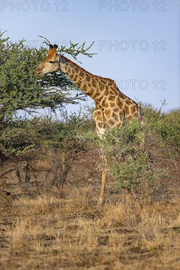 Southern giraffe (Giraffa giraffa giraffa), eating leaves of an acacia tree, in the evening light, African savannah, Kruger National Park, South Africa, Africa