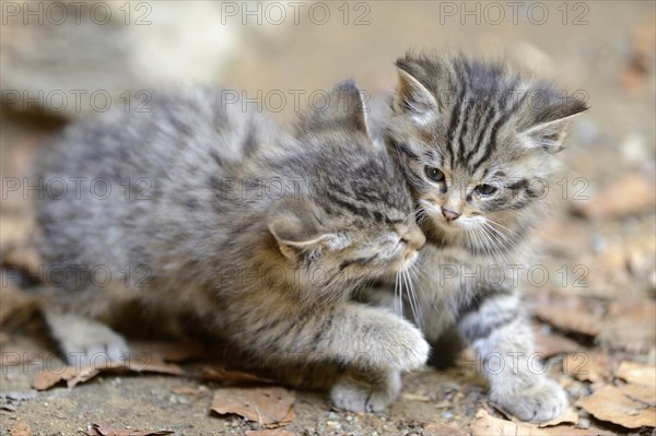 Close-up of a European wildcat (Felis silvestris silvestris) kitten in a forest in spring, Bavarian Forest National Park, Germany, Europe
