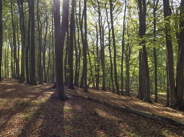 Sunlight floods deciduous forest with long shadows, the autumnal ambience emphasises the beauty of nature, colourful forest in autumn with a small lake, Ruegen, germany