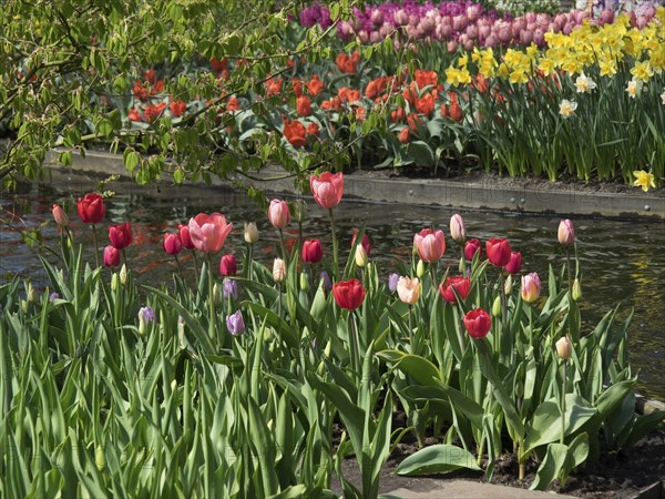 Different coloured tulips blooming next to a pond in a spring garden, many colourful, blooming tulips in springtime in the Netherlands, amsterdam, the netherlands