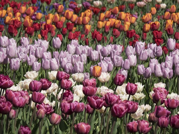 Many colourful tulips in a densely planted flower bed in the garden, many colourful, blooming tulips in springtime in the Netherlands, amsterdam, netherlands