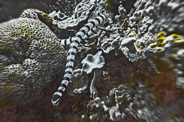 Banded colubrine sea krait (Laticauda colubrina), Wakatobi Dive Resort, Sulawesi, Indonesia, Asia