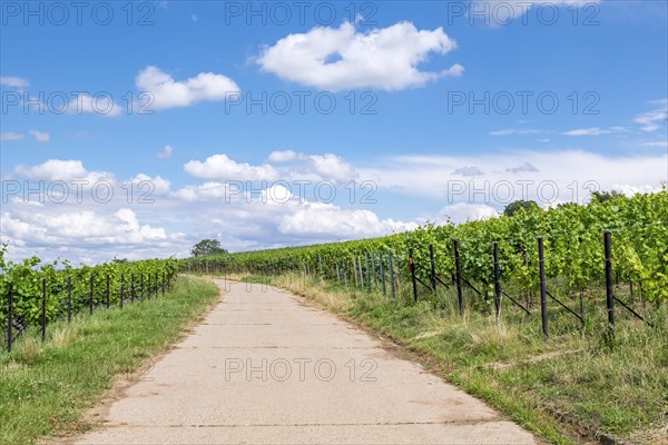 Path between vineyards, Birkweiler, Southern Palatinate, Palatinate, Rhineland-Palatinate, Germany, Europe