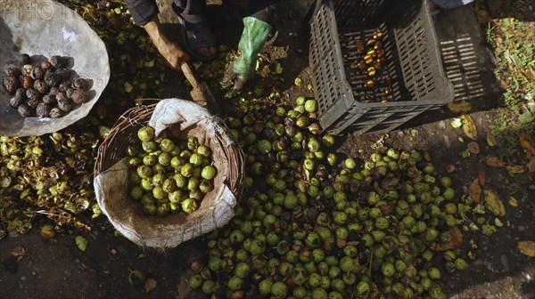 Harvesting of walnuts with baskets and crates on the ground during autumn