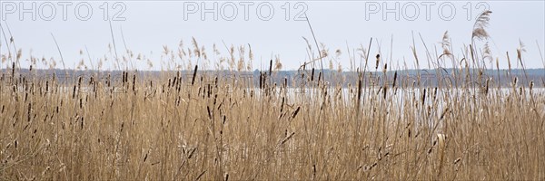 Reeds on the shore of Lake Zierker See, Neustrelitz, Mecklenburg-Vorpommern, Germany, Europe