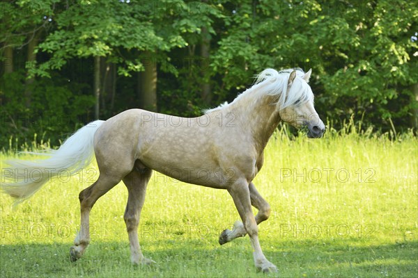 Connemara stallion running on a big paddock, Germany, Europe