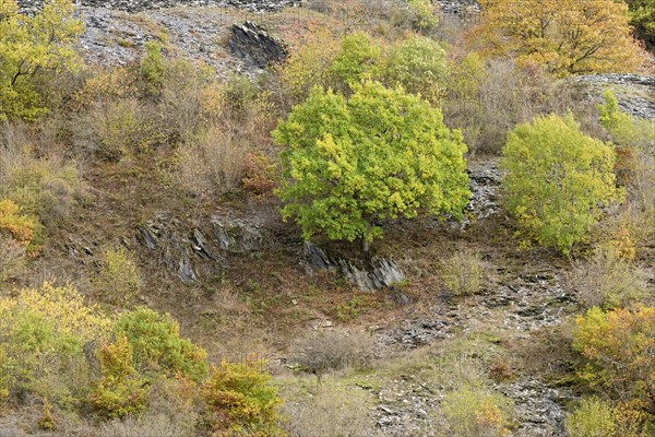 Deciduous trees with autumn leaves growing on the slope of a slate heap, Eastern Eifel, Rhineland-Palatinate, Germany, Europe