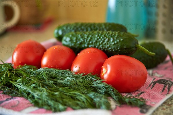Tomatoes, cucumbers and green dill close-up, fresh harvest, preparation for salad, diet food