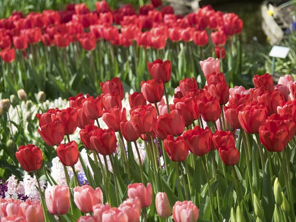 Rows of bright red and pink tulips in full bloom in a garden, many colourful, blooming tulips in springtime in the Netherlands, amsterdam, netherlands